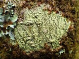 Pertusaria flavida image