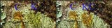 Pertusaria flavida image