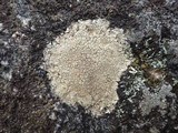 Pertusaria flavicans image