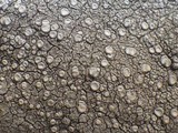 Ochrolechia parella image