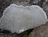 Ochrolechia parella image