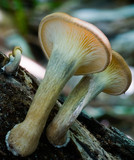 Omphalotus nidiformis image
