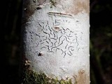 Graphis scripta image