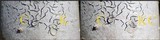 Graphis scripta image
