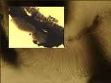 Graphis scripta image
