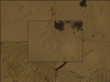 Graphis scripta image