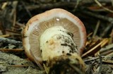 Gomphidius subroseus image