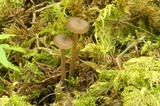 Entoloma ortonii image