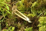 Entoloma ortonii image