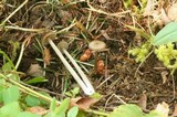 Entoloma ortonii image