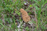 Morchella americana image