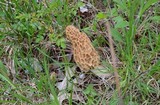 Morchella americana image