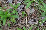 Morchella americana image