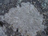 Ochrolechia parella image