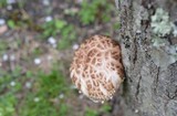 Lentinula edodes image