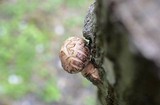 Lentinula edodes image