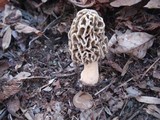 Morchella americana image