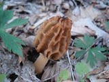 Morchella diminutiva image