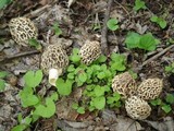 Morchella americana image