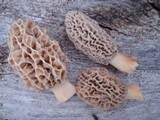 Morchella americana image