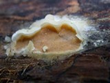 Merulius tremellosus image