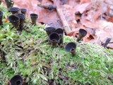 Cyathus helenae image