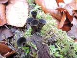 Cyathus helenae image