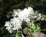 Hydnopolyporus fimbriatus image