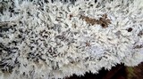 Hydnopolyporus fimbriatus image