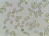 Hymenopellis megalospora image