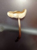 Hymenopellis megalospora image
