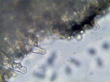 Hymenopellis megalospora image
