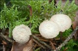 Gymnopus perforans image