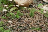 Gymnopus perforans image