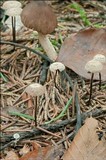 Gymnopus perforans image