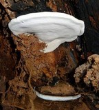 Ganoderma fornicatum image