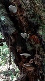 Ganoderma fornicatum image