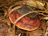 Fomitopsis mounceae image