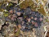 Collema tenax var. tenax image