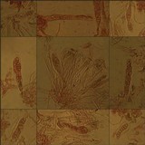 Collema tenax var. tenax image