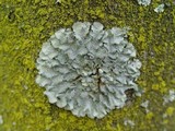 Punctelia subrudecta image