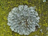 Punctelia subrudecta image