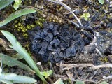 Collema tenax var. tenax image