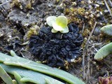 Collema tenax var. tenax image