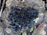 Collema cristatum var. marginale image