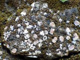 Psora decipiens image