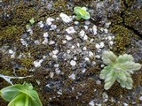 Psora decipiens image