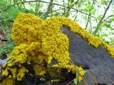 Fuligo septica image