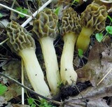 Morchella diminutiva image