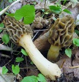 Morchella diminutiva image